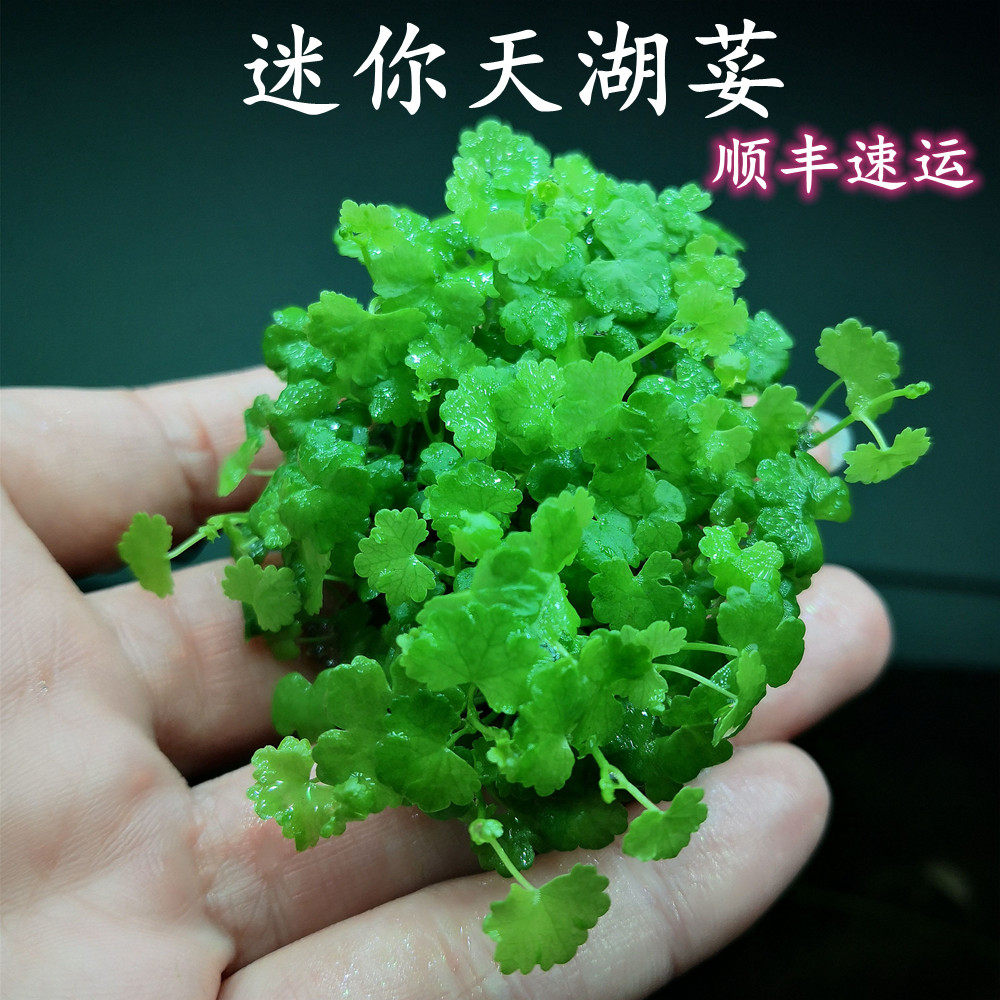 无菌杯迷你天胡荽前景草坪类活水草植物无螺无藻鱼缸淡水顺丰包邮