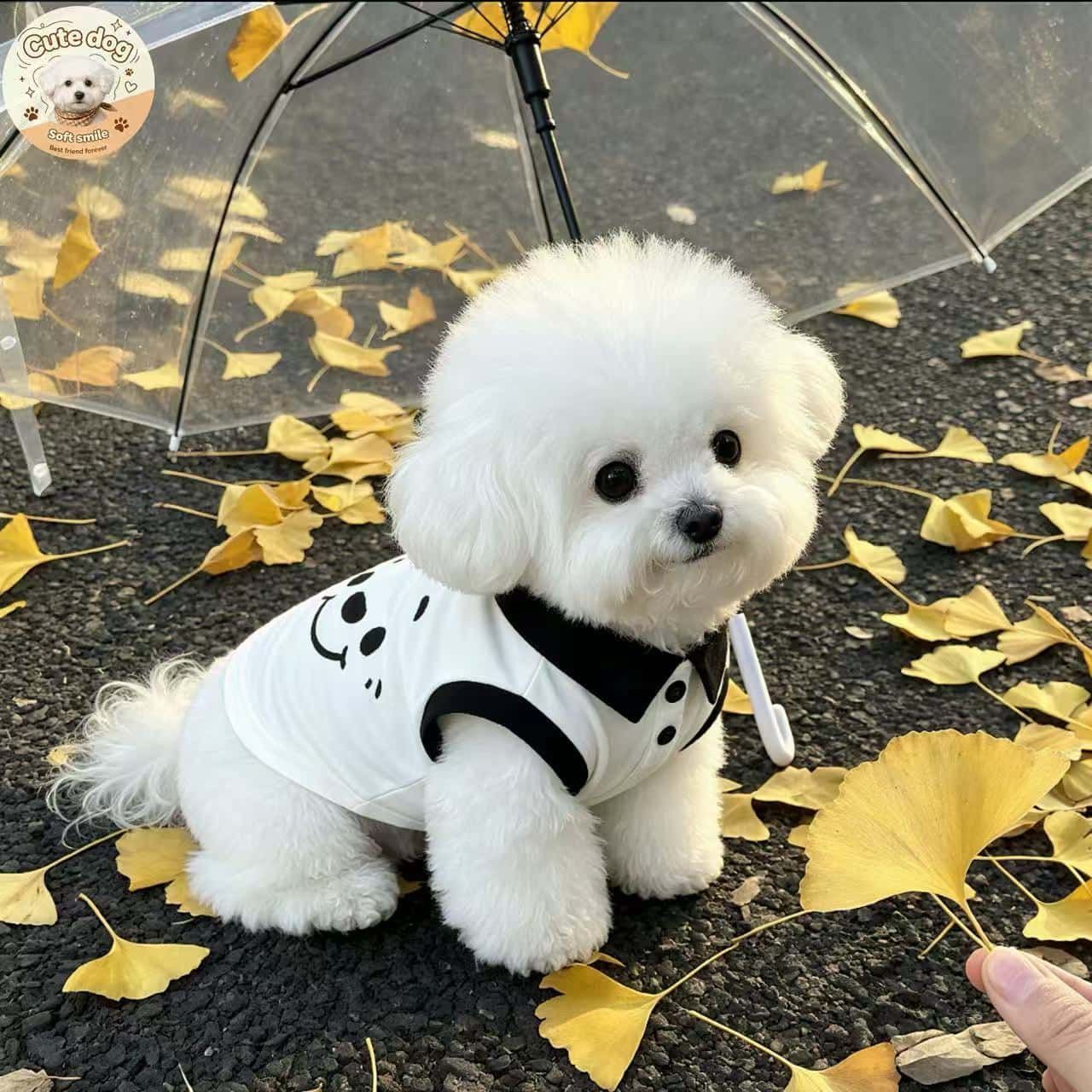比熊狗狗纯棉POLO衬衫透气卡通