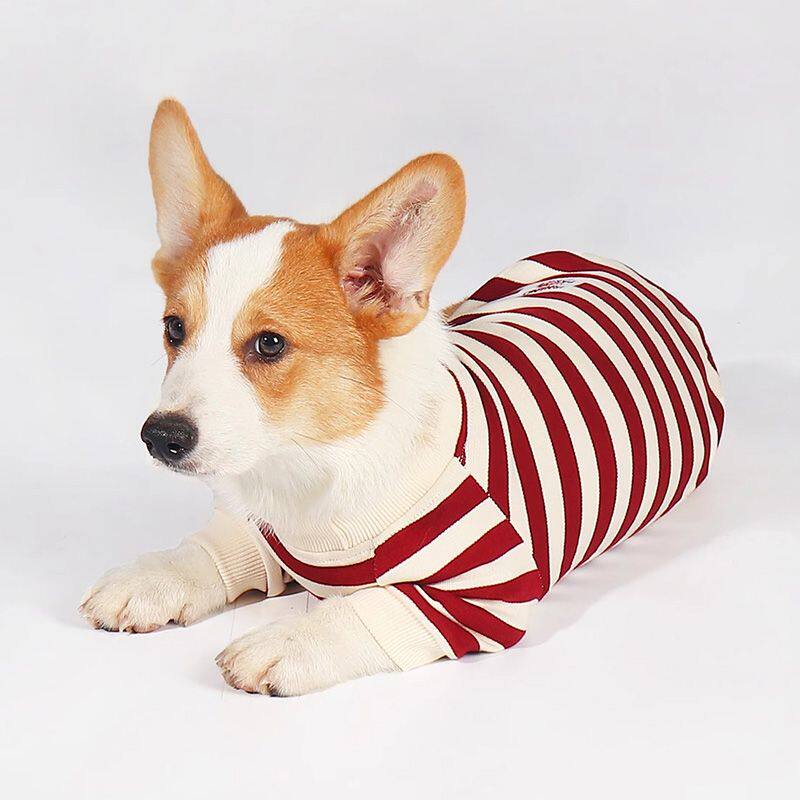 新款小型犬日常可爱短腿春秋季