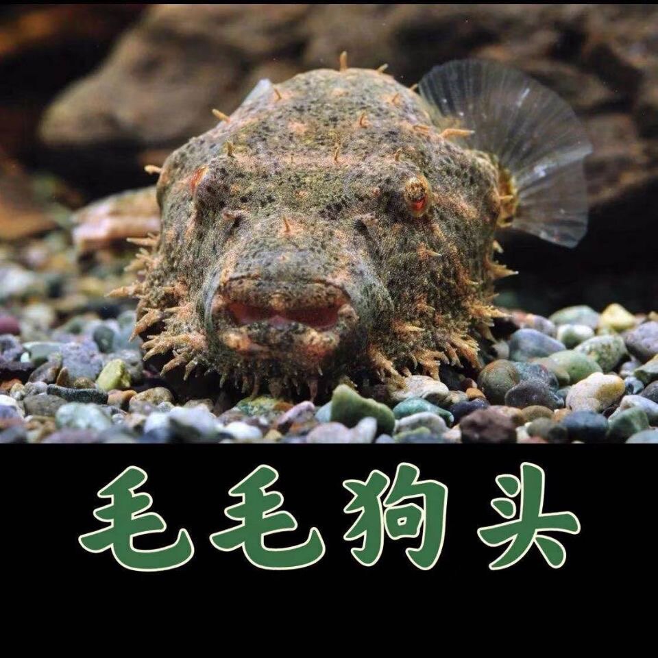 毛毛狗鱼观赏鱼热带鱼鱼猛鱼凶斑马狗头金钱狗头鱼红木瓜狗头河豚