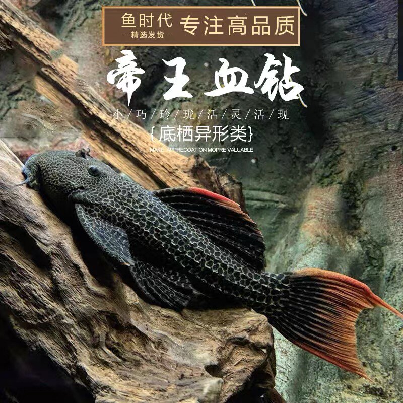 帝王血钻l600异形鱼观赏鱼南美系列主流鱼热带鱼底层鱼