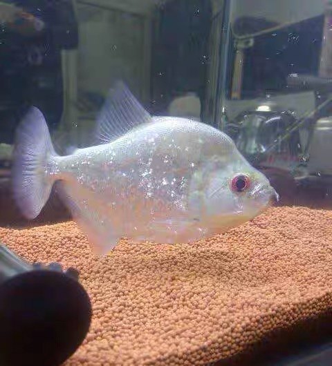 阿拉瓜亚巴西钻黑水虎鱼,观赏鱼猛鱼s属