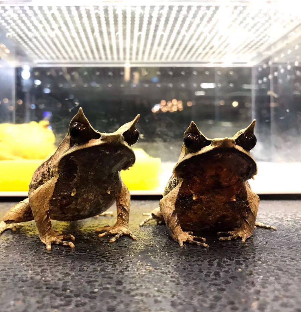 马来西亚三角枯叶蛙宠物蛙大亚成角蛙活体