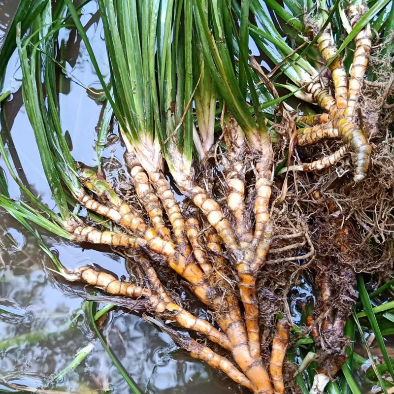 石菖蒲苗龙根水培盆栽中药材养鱼龟缸造景水草附石花卉绿植生
