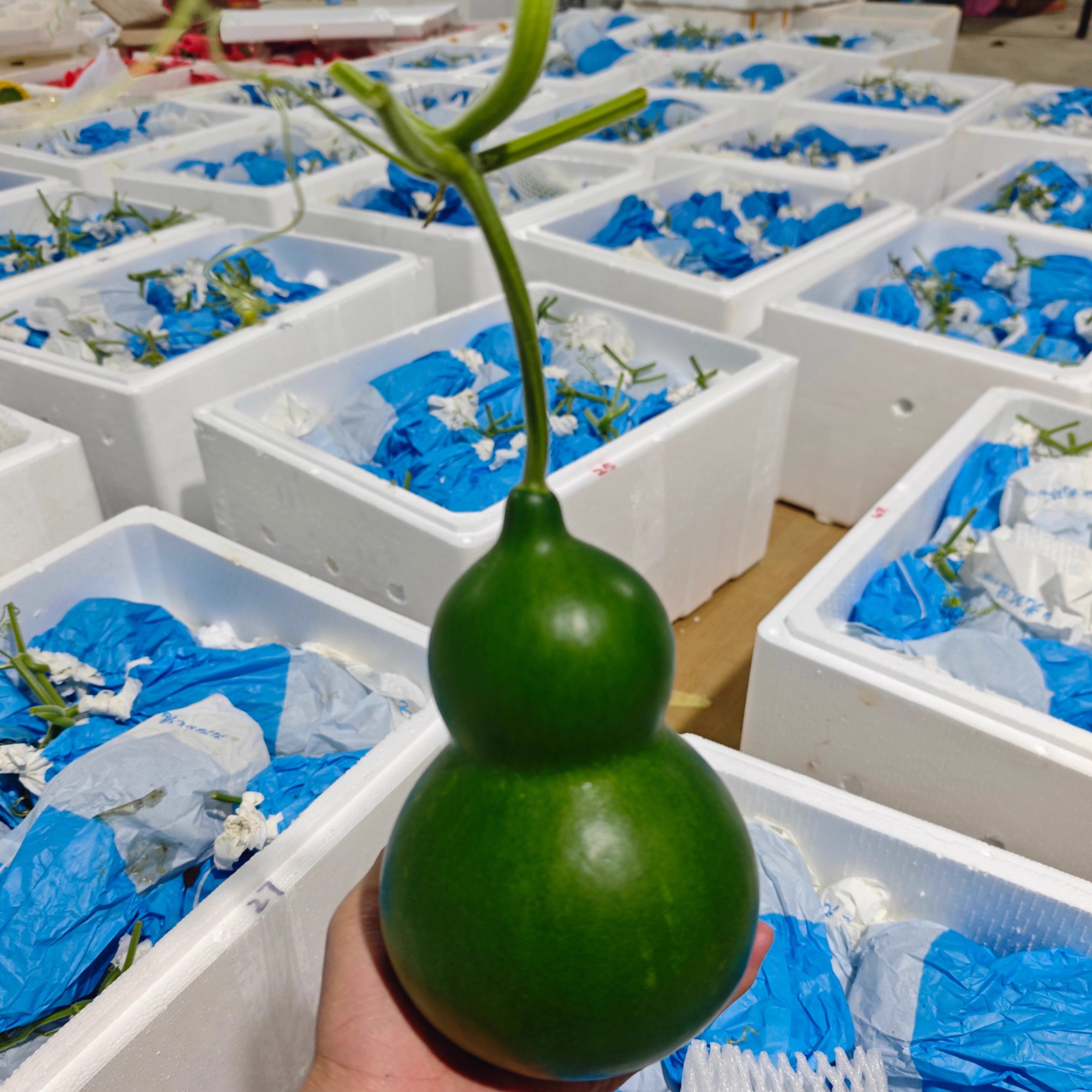 云南青皮翡翠葫芦绿葫芦基地直发精品葫芦招财摆件送礼把玩福禄