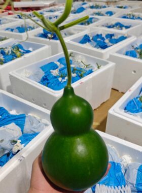 云南青皮翡翠葫芦绿葫芦基地直发精品葫芦招财摆件送礼把玩福禄