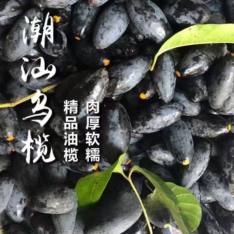 正宗潮汕黑橄榄现摘乌橄榄香油榄车酸榄左尾榄土榄可做榄角生乌榄