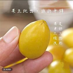 潮汕特产正宗金玉三捻橄榄老树三棱橄榄黄橄榄现摘新鲜水果送礼