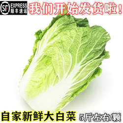 山东胶州大白菜 正宗胶州大白菜新鲜特产无公害蔬菜5斤左右 生鲜