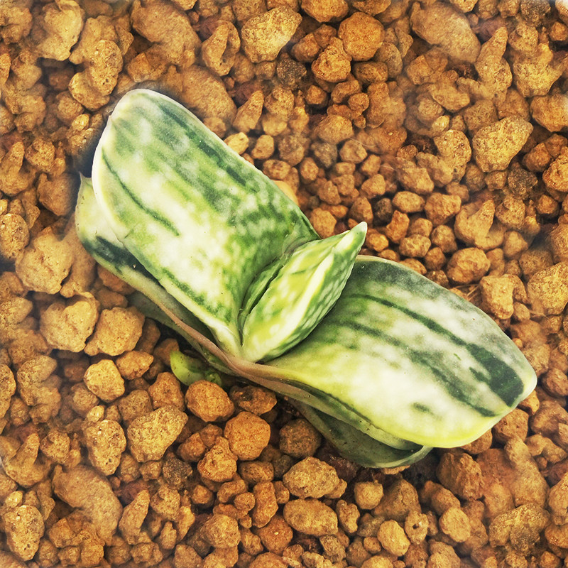 象牙多肉植物多少钱 象牙多肉植物优惠券免费领取 有条鱼