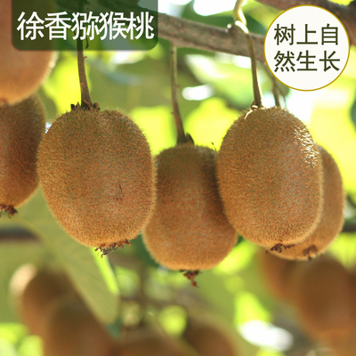 徐香当季水果猕猴桃新鲜正宗包邮