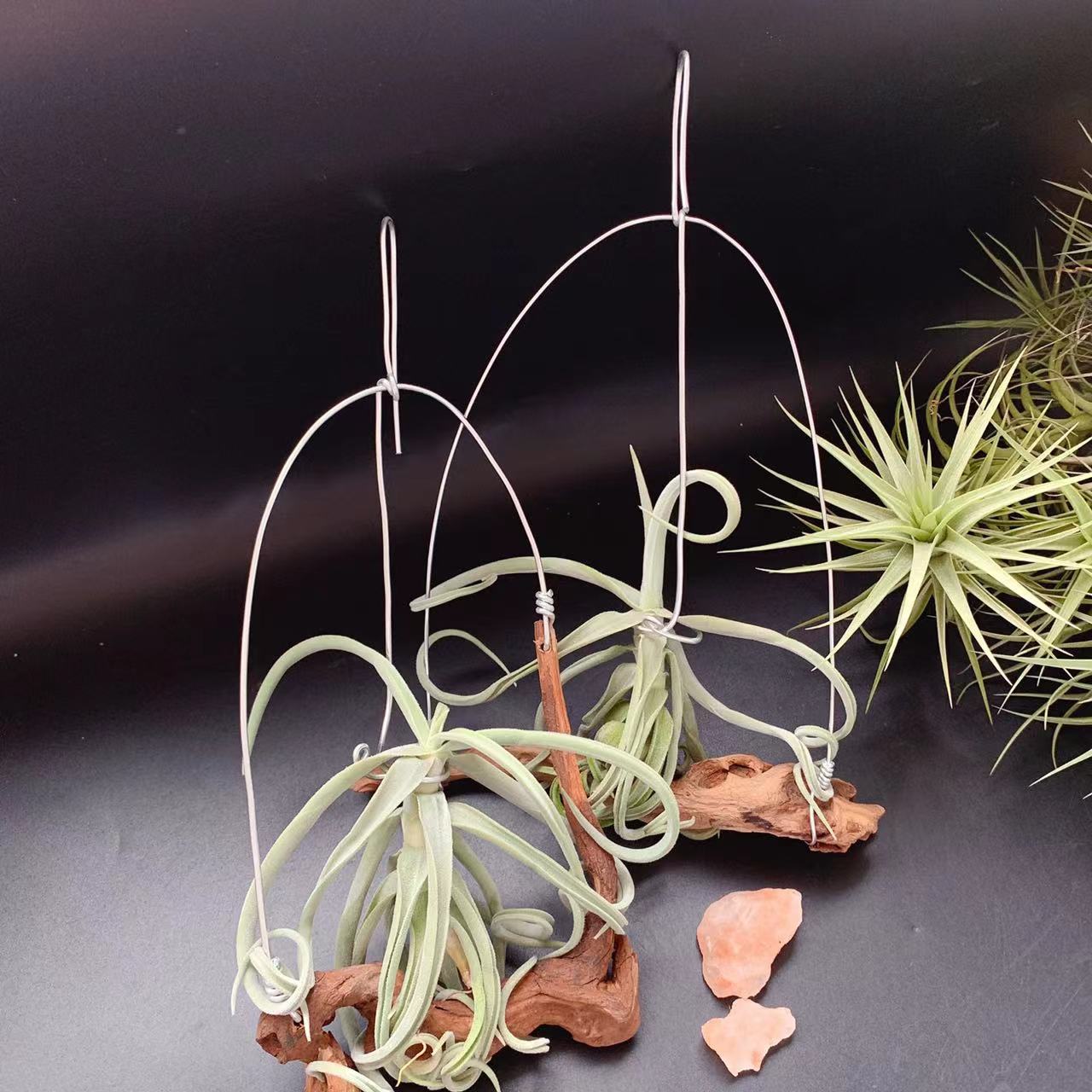 树猴戴维斯厚叶猴-T.duratii稀有品种空气凤梨铁兰懒人植物奇趣