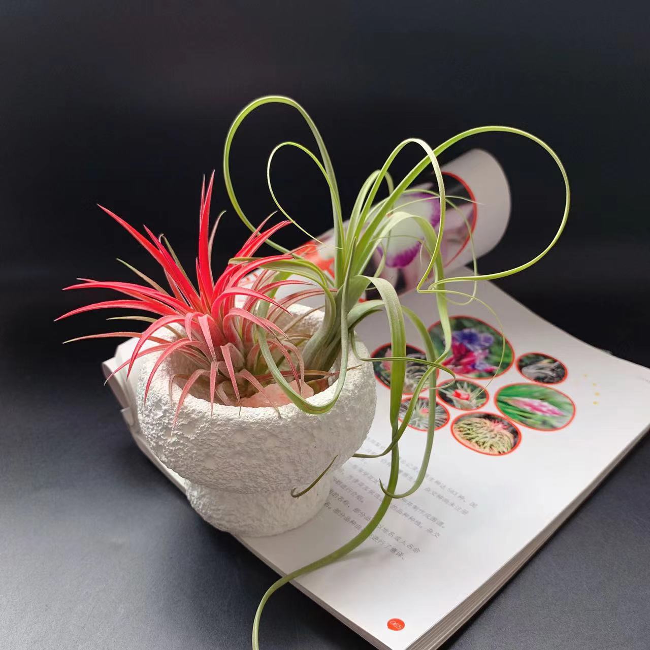 普货空气凤梨批量特价基地无土懒人植物家居花艺绿植搭配