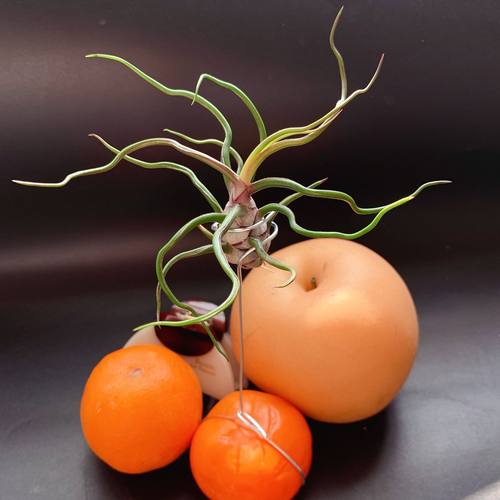 小蝴蝶章鱼 直供 基地发货 空气凤梨  无土植物