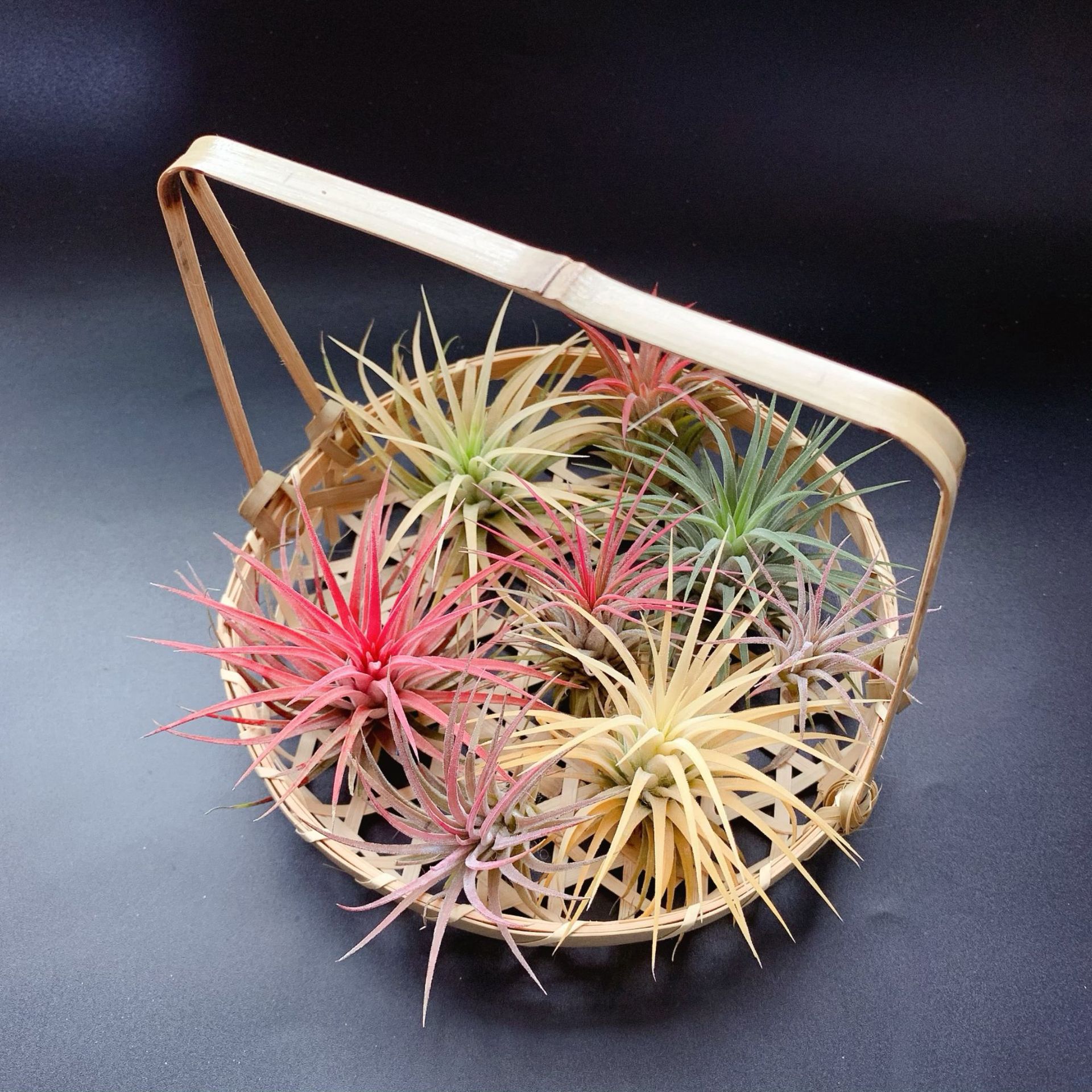 直供 基地发货 空气凤梨  无土植物 多种植物组合