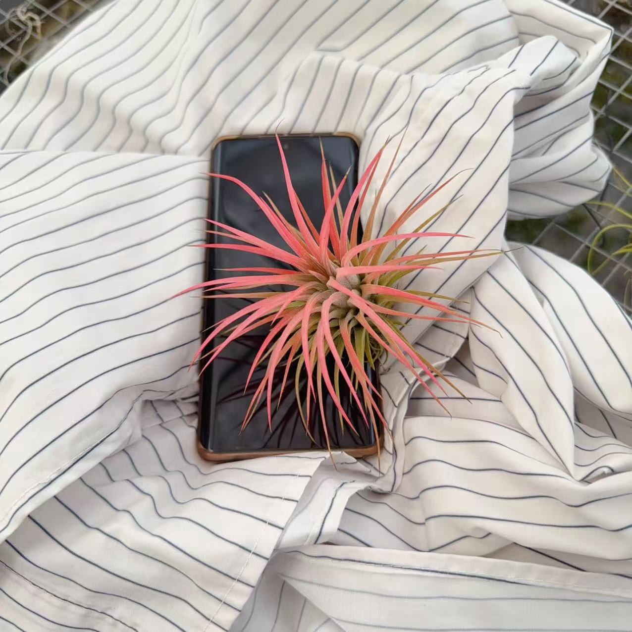 红粉佳人绿植空气凤梨办公室植物小精灵植物盆栽无土花卉造景