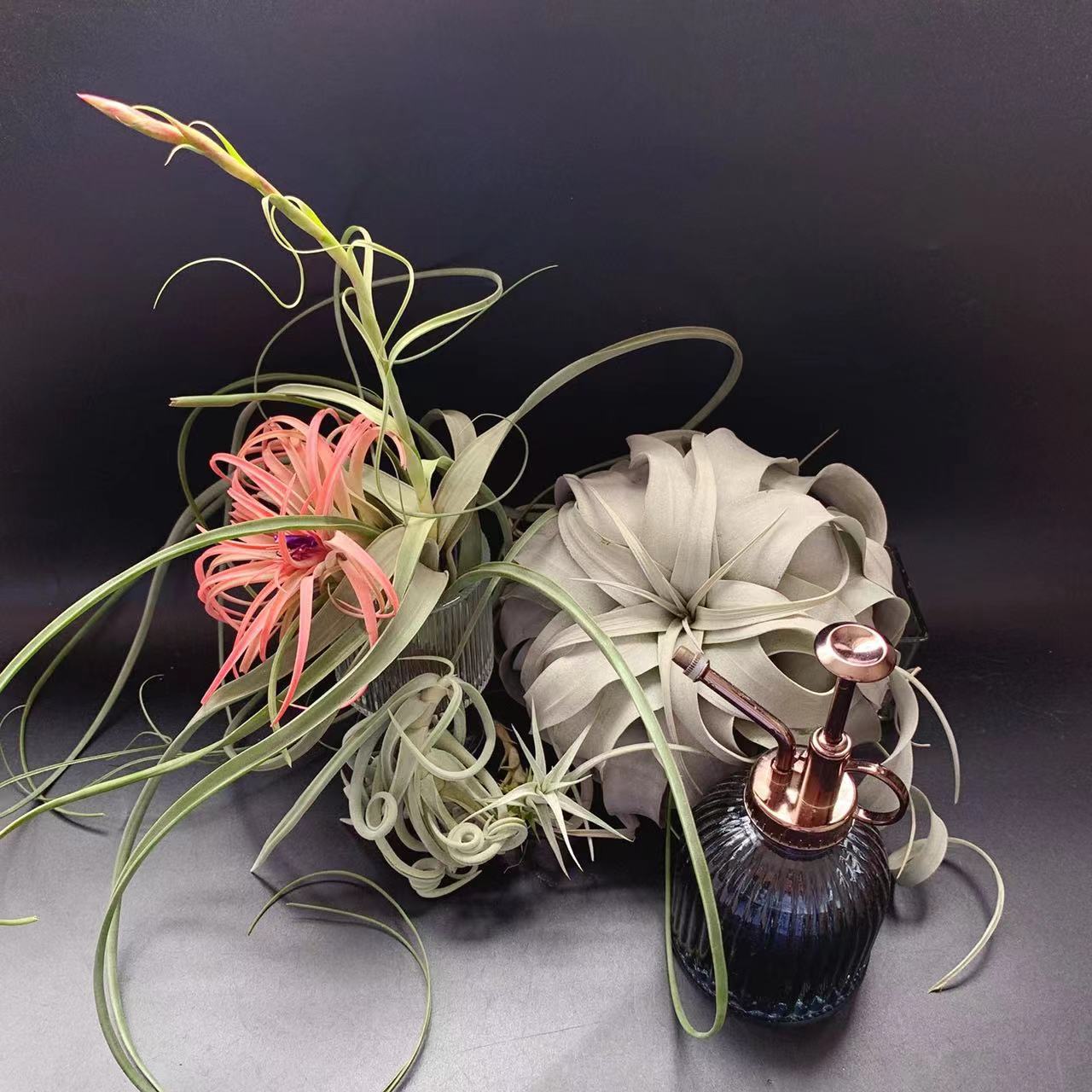 柳叶 T.balbisiana新手入门好养空气凤梨无土新奇植物造景搭配