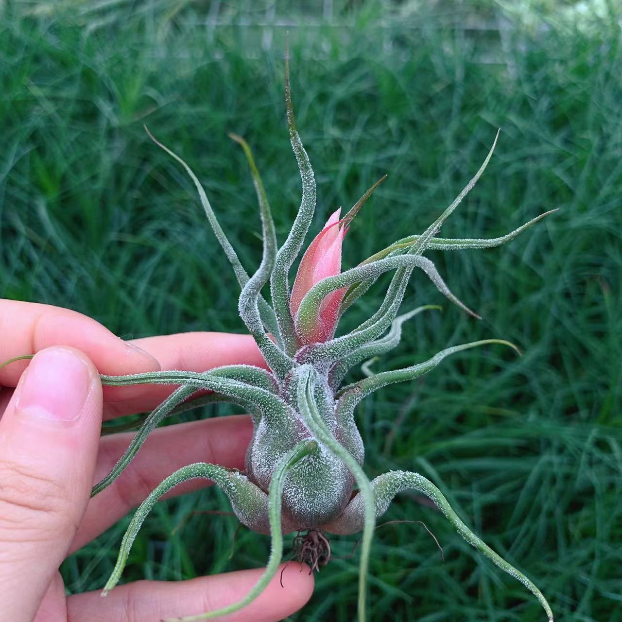 普鲁士-T.pruinosa红小犀牛角糖霜感小萌物空气凤梨无土懒人绿植