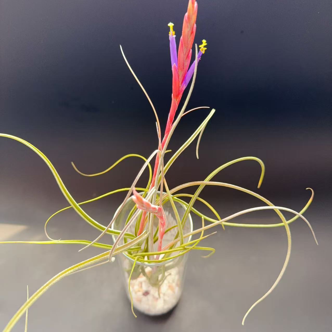 贝利艺，绿植造景，空气凤梨稀有品种懒人植物家居花材