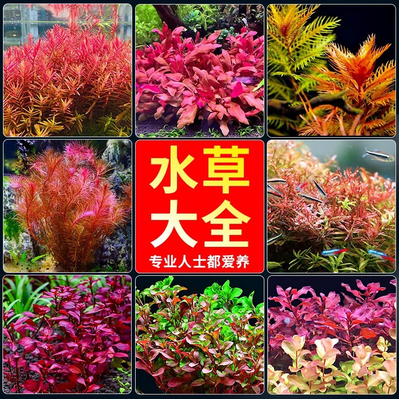 水草植物鱼缸水草造景活净水真草水榕草缸绿植阴性蜈蚣草鱼草新手