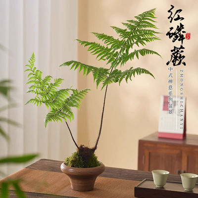 蕨类盆栽红磷蕨苔藓球一叶蕨室内耐阴新中式禅意盆景绿植水培土培