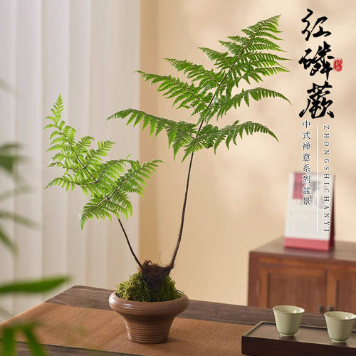 耐阴好养，禅意桌面小盆景