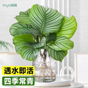 水培植物青苹果竹芋盆栽无土纯懒人室内好养四季常青高端绿植花卉