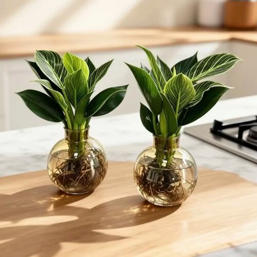 铂金钻盆栽绿萝箩花卉植物室内