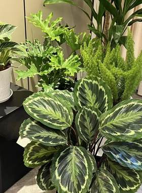 彩虹竹芋青苹果竹芋耐阴好养室内盆栽四季常青观叶植物水培加湿