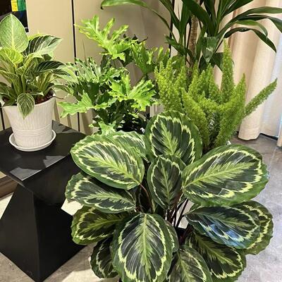 彩虹竹芋青苹果竹芋耐阴好养室内盆栽四季常青观叶植物水培加湿