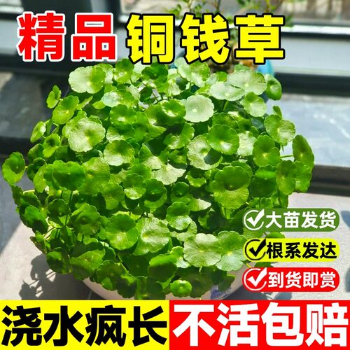 铜钱草水培植物室内办公室桌面盆栽花卉四季常青绿植净化空气懒人