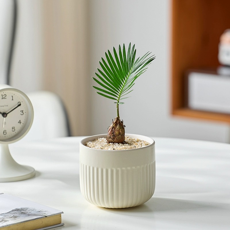 花耀飞铁树宝宝盆栽绿植