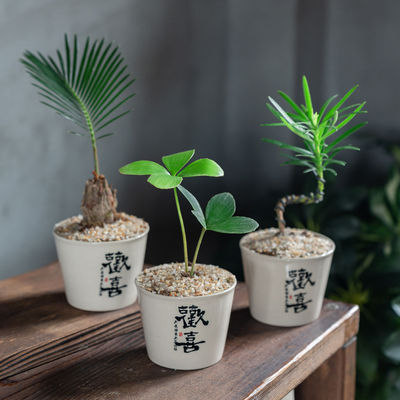 【种好发货】超可爱桌面小盆栽