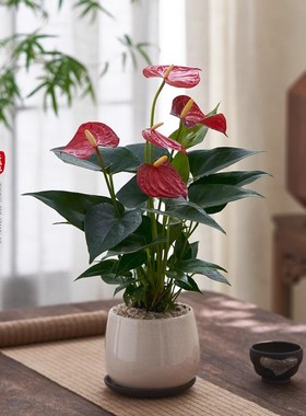 红掌盆栽一帆风顺花卉小植物室内好养办公室绿植鸿运当头开花