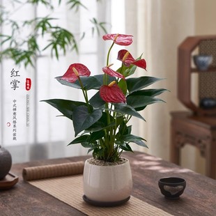 红掌盆栽一帆风顺花卉小植物室内好养办公室绿植鸿运当头开花