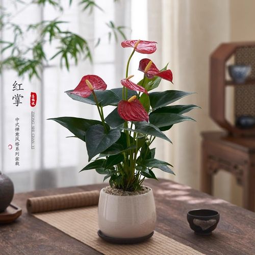 红掌盆栽一帆风顺花卉小植物室内好养办公室绿植鸿运当头开花