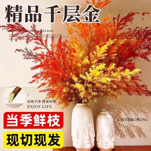 千层金鲜花黄金香柳鲜切花绿植真花水培植物桌面干花花束插花好养