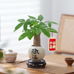 发财树招财运室内客厅绿植花卉办公室桌面四季好养活小盆栽懒人