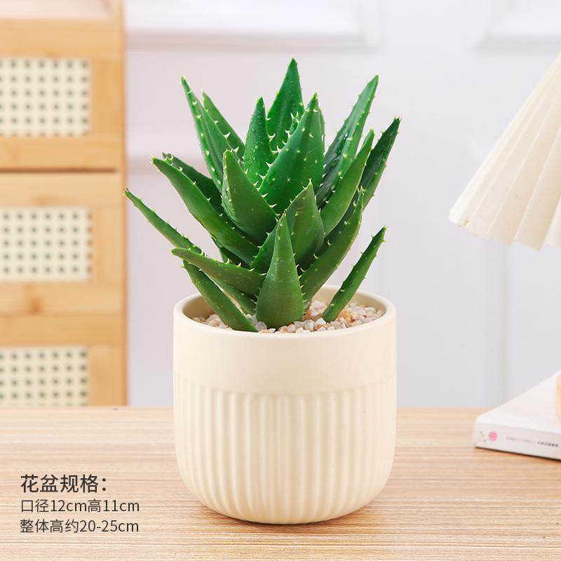 芦荟盆栽室内桌面摆放好养活