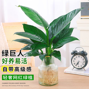 绿巨人水培植物盆栽万年青水养绿植玛丽安室内桌面花卉四季好养活