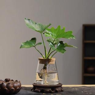 超好养桌面植物春羽蔓绿绒绿植室内易活 水培植物净化空气