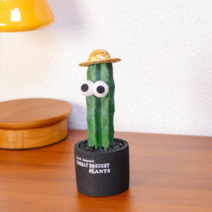 龙骨植物盆栽庭院户外客厅净化空气玉麒麟多肉花卉招财镇宅好养活