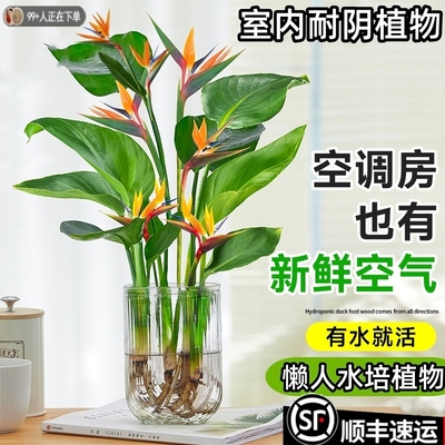【不活包赔】水培植物天堂鸟