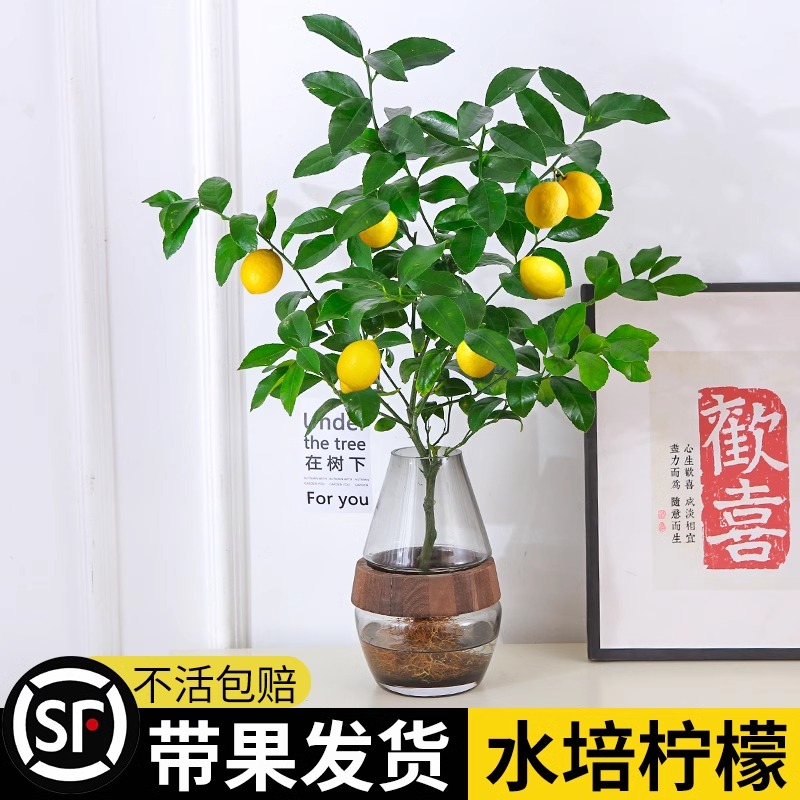 香水柠檬树盆栽水培植物花卉室内
