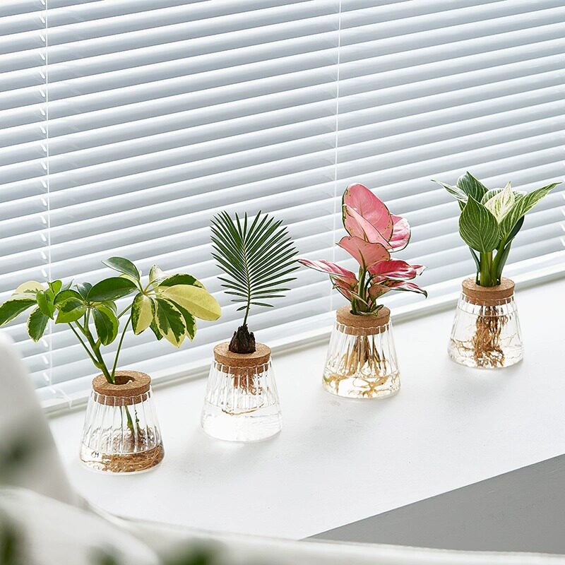 耐阴好养桌面水培植物