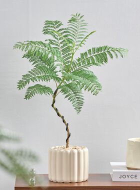 蓝花楹造型网红植物ins茶桌室内客厅阳台好养包活绿植净化空气