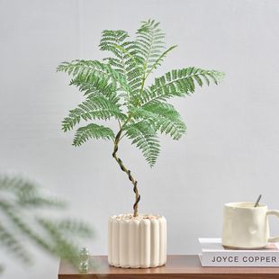 蓝花楹造型网红植物ins茶桌室内客厅阳台好养包活绿植净化空气