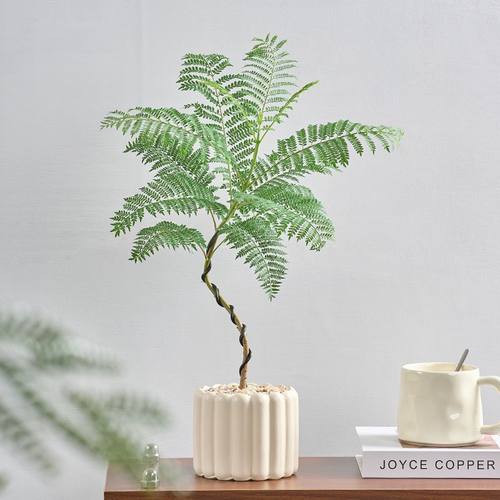 蓝花楹造型网红植物ins