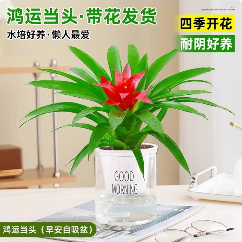 鸿运当头盆栽水培植物四季常青室内好养盆景花卉小红星绿植凤梨花