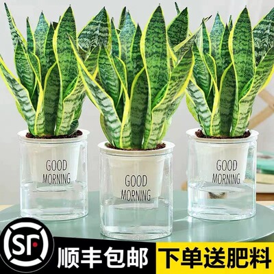 金边虎皮兰盆栽多肉易活水培